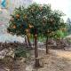 Restaurant Decoration Artificial Fruit Tree , Artificial Orange Tree With Silk Fabric Leaf