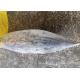 Whole Round Delicious 2.5kg Frozen Skipjack Tuna For Canning