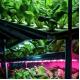 Intelligent Temperature Control Department Shipping Container Greenhouse for Leafy Veggies