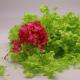 Red Green Preserved Hydrangea Stems For Wedding Decoration