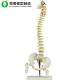 Plastic Spine Skeleton Model Medical Teaching Life Size 72X20X15cm Package