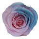 ISO9001 Preserved Fresh Flowers Gradient Dried Rose Ice Blue