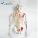 180cm Tall Life Size Anatomical Skeleton  For Medical Students With Muscles And Ligaments