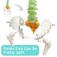 Flexible Anatomical Skeleton Model Femur And Pelvic Bone Heads Vertebrae