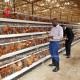 Most Popular A type Chicken Layer Battery Cage For Sale In Uganda 20000 birds Star