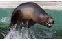 Canada fights EU ban on seal products at WTO