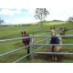 Hot Dipped Galvanised 40x80mm Corral Panel Fence For Horse