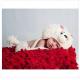 beige cartoon animal dog Baby Photography Prop beanie costume set Animal outfit
