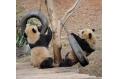 10 giant pandas to head for Expo 2010