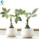 Plastic Faux Green Plants , Home Decoration Good Fortune Bonsai 26cm Height