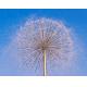 Shining LED Lighted Stainless Steel Decorative Dandelion Water Fountain For Amusement Park