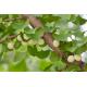Organic Ginkgo Biloba Leaf Extract Powder/Flavones 24% Terpene Lactones 6%/Ginkgo Biloba Extract