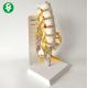 PVC Plastic Spine Lumbar Vertebrae Model With Sacrum Medical Anatomical