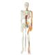Teaching Model with Chromatic Vessels Nerves Skeleton Model with Stand Anatomy