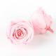 Pliability Maintaining Preserved Rose Heads Excellent Flowers Eternity