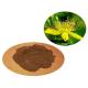 Forsythia Fructus Plant Extracted Powder NLT 100% Thru 80 Mesh