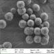 Fe3O4 Silica Magnetic Beads For RNA Extraction PC 300nm 50 mg / mL 10 mL