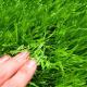 10mm Height Plastic Synthetic Turf Carpet Lawn Artificial Grass Landscape