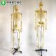Science Human Bone Skeleton Learning Model Spine Can Be Bent Hanging 170CM