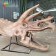 ISO water repellent Dinosaur Skeleton Replica Fossil Life Size Triceratops Skull