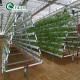 Single Layer A-Type Hydroponics System Designed For Customization