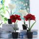 Kaffir Lily Artificial Green Plants Silk Plastic Material Potted Type