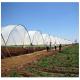 Wind Resistance Multi Span Plastic Film Tunnel Greenhouse With Ventilation System