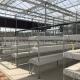 Water Production Agricultural Greenhouse Manufacturer Growing Hydroponic System Rooling Bench System