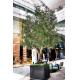 20m Height Artificial Olive Tree Custom Shape Natural Looking Frabric Leaves