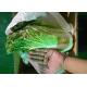 Healthy Organic Chinese Cabbage Japan Standard Big Size Own Bases