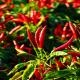 Premium Quality Dried Chilli Seeds With Crispy Texture At 5-8mm