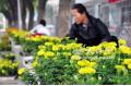 Tens of Thousands of marigolds Will Be Transplanted on Bayi Avenue