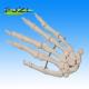 life size anatomical skeleton hand , hand education bones