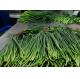 55cm Long Chinese Garlic Growing Sprouts
