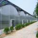 12m Multi Span Greenhouse With Hydroponic Growing Systems