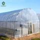 Single Span Tunnel Steel Frame Greenhouse With Plastic Covering