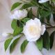 Silk Gardenia Fake Holiday Flowers Arrangements Custom