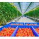 Single or Multi Span Customization Snow Vibrator Greenhouse for Fruit Tomato Planting