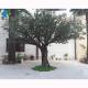 Green Leaf Artificial Olive Tree For Home Garden Decoration 3m Height