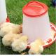 Poultry Pan Bucket 3kg 6kg Plastic Chicken Feeder For Water Drinker