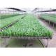 Seedbed System Greenhouse Rolling Benches For Multi Span Agricultural Greenhouse