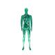 Green Full Body Male Mannequin , Electroplated Upright Standing Male Mannequin