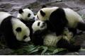 Giant pandas add cheer to Asiad