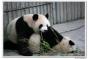 Giant Panda: Two wrestling experts demonstrating their skills