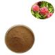 Rhodiola Rosea PE Plant Extracted Powder Chinese Medicine