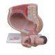 Human Female 9 Months Fetus Pregnancy Anatomical Model For Obstetrics Gynecology Teaching