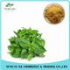 Hot Selling Herbal Extract Holy Basil Leaf Extract 4:1 - 20:1