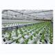 Horizontal Type PVC NFT Channel for Customized Size Hydroponic Leafy Vegetable Farming