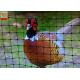 Pheasant Fence Net, Plastic Poultry Netting, Chicken Netting Fence, Eco Friendly, Black Color