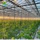 Agricultural Greenhouses NFT Soilless Hydroponic System For Tropical Desert